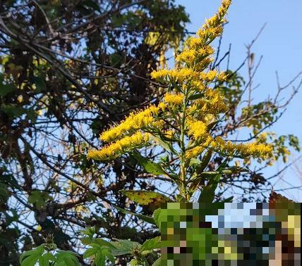 这7种入侵植物很常见，见到它不要留情，留着是祸害