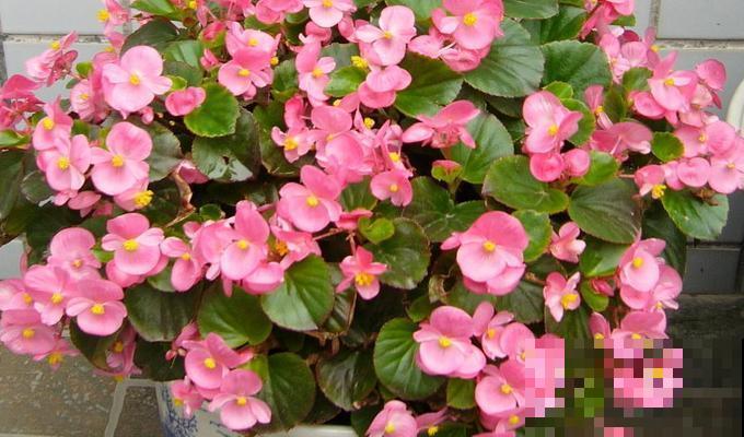 4种花选对扦插方法，3天就生根，冬天也能爆开花