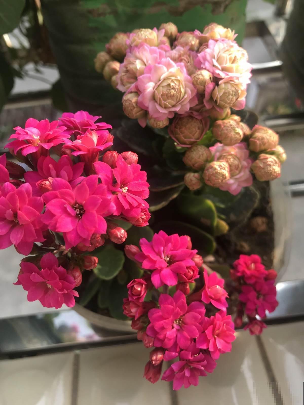 狠心砍玉树一刀，插上长寿花，开花变成“吉利树”，真喜庆