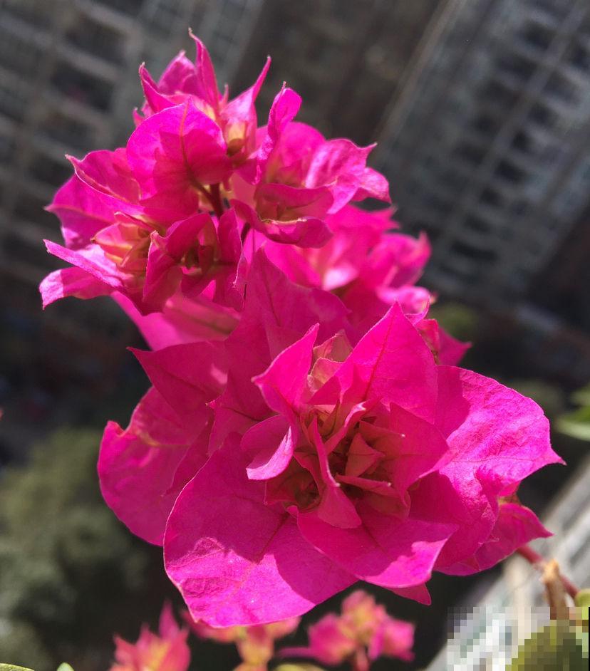 三角梅不开花如何解决,牢记三大要点,春天花开满树 三角梅不开花如何解决,牢记三大要点,春天花开满树