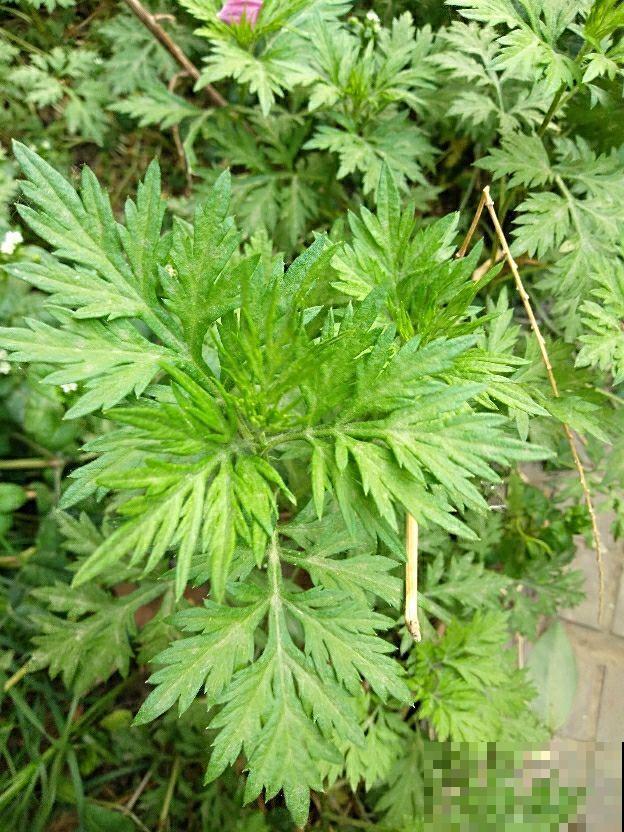 充满家乡味的8种野菜,每次回老家,老妈都端一盆上桌蘸酱 充满家乡味的8种野菜,每次回老家,老妈都端一盆上桌蘸酱