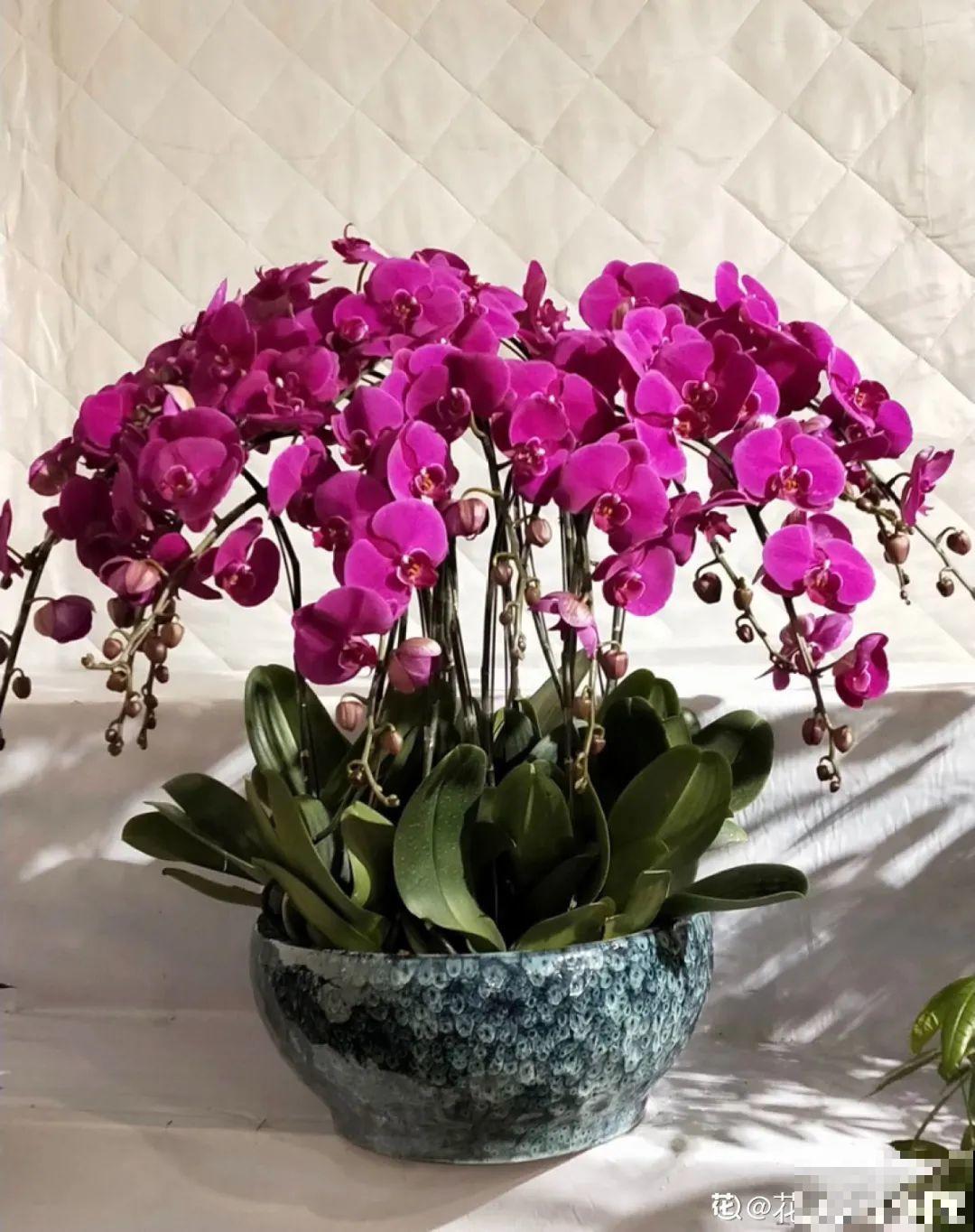 10种旺运花，一个月内要涨价，现在赶紧买