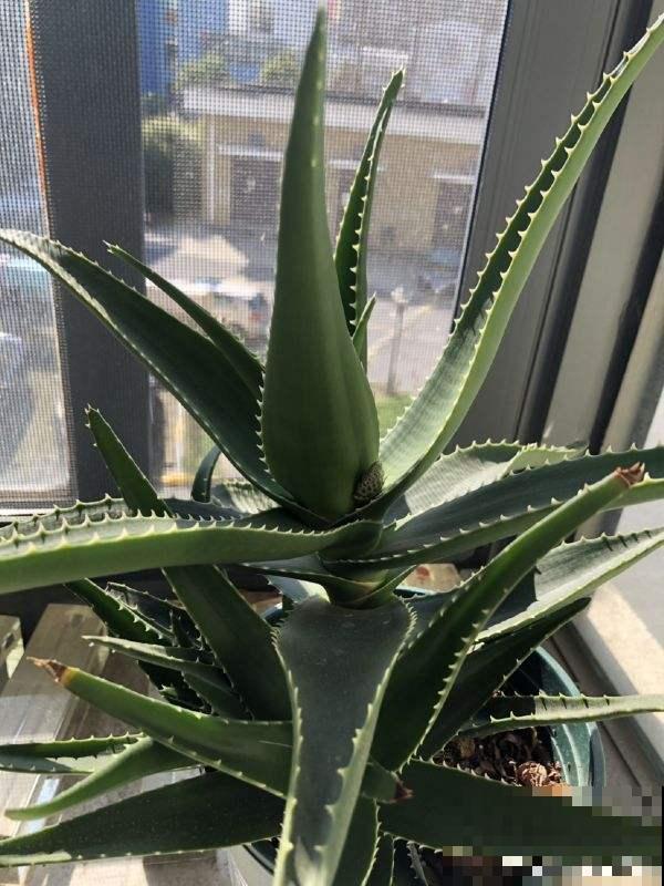 1种绿植被称作“家庭小药箱”,净化空气效果好,养人养身心 1种绿植被称作“家庭小药箱”,净化空气效果好,养人养身心