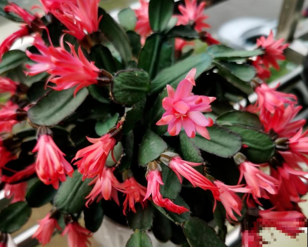 人养花花养人的4种花,养在卧室助睡眠,晚上睡得香 人养花花养人的4种花,养在卧室助睡眠,晚上睡得香