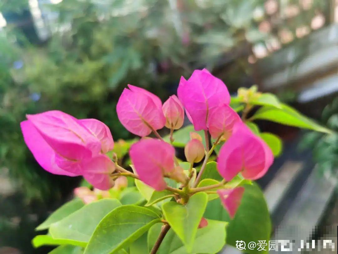 15年的君子兰，今天终于奇迹开花，开花技巧都给你！