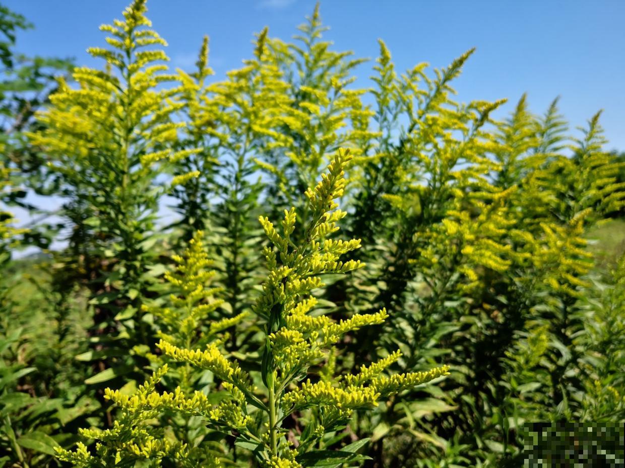 泛滥！加拿大一支黄，简直就是“恶魔之花”