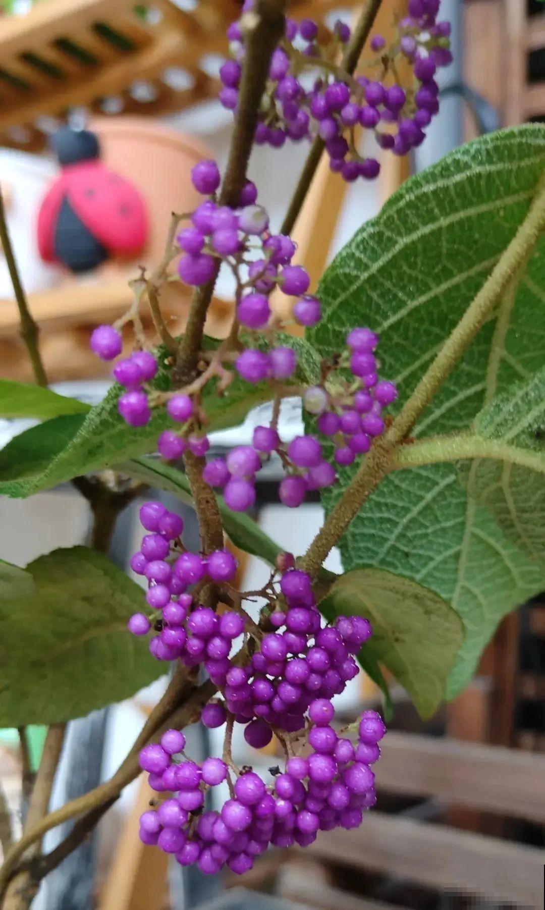 6种植物挂满果子,喜庆热闹,半年都不掉 6种植物挂满果子,喜庆热闹,半年都不掉