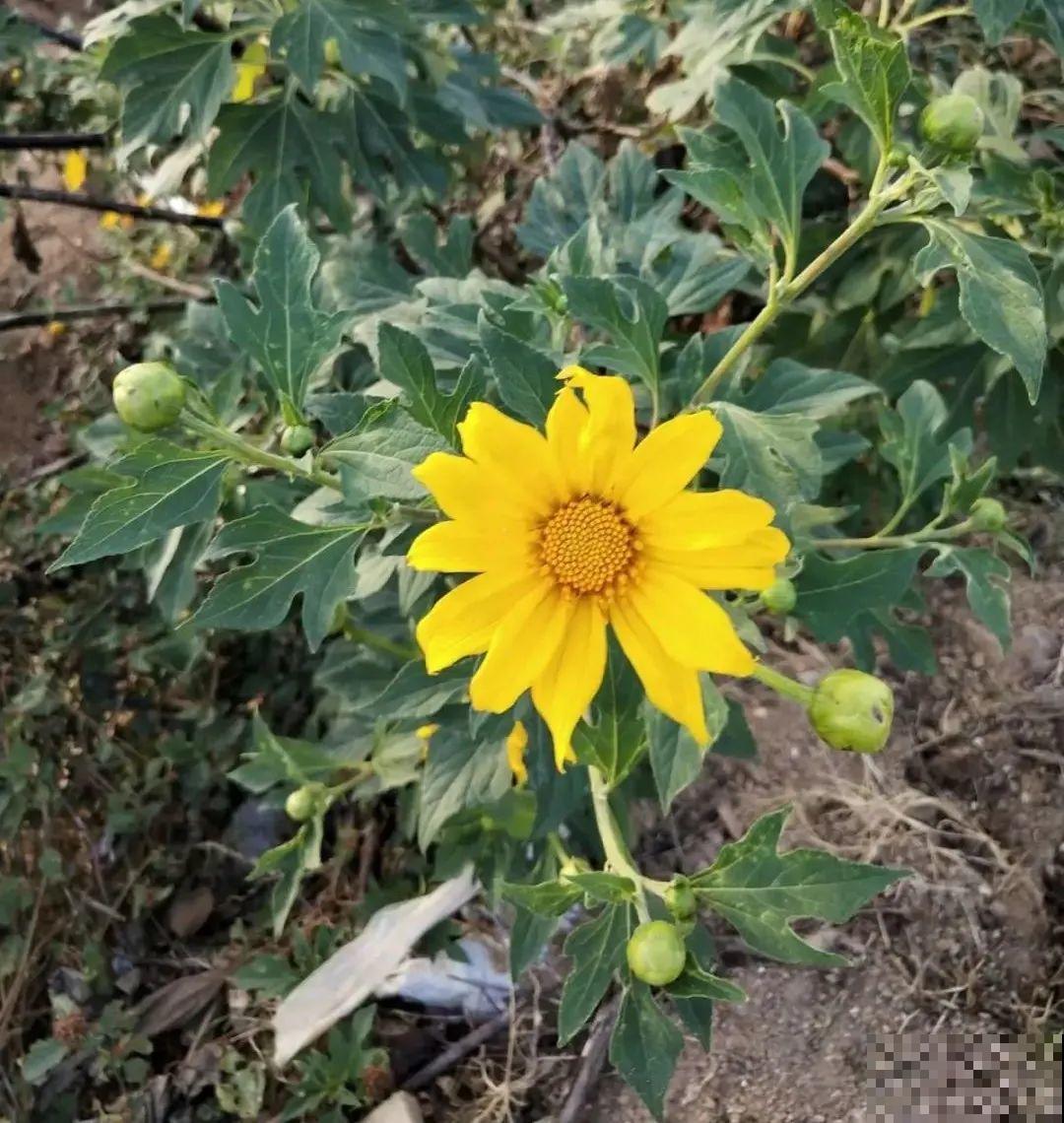 5种花长太快，容易泛滥成灾，千万别随便丢弃