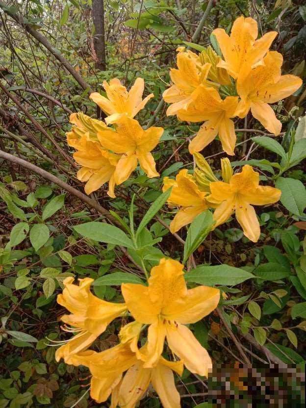 十二生肖守护花，领取你的专属好运，心想事成旺整年