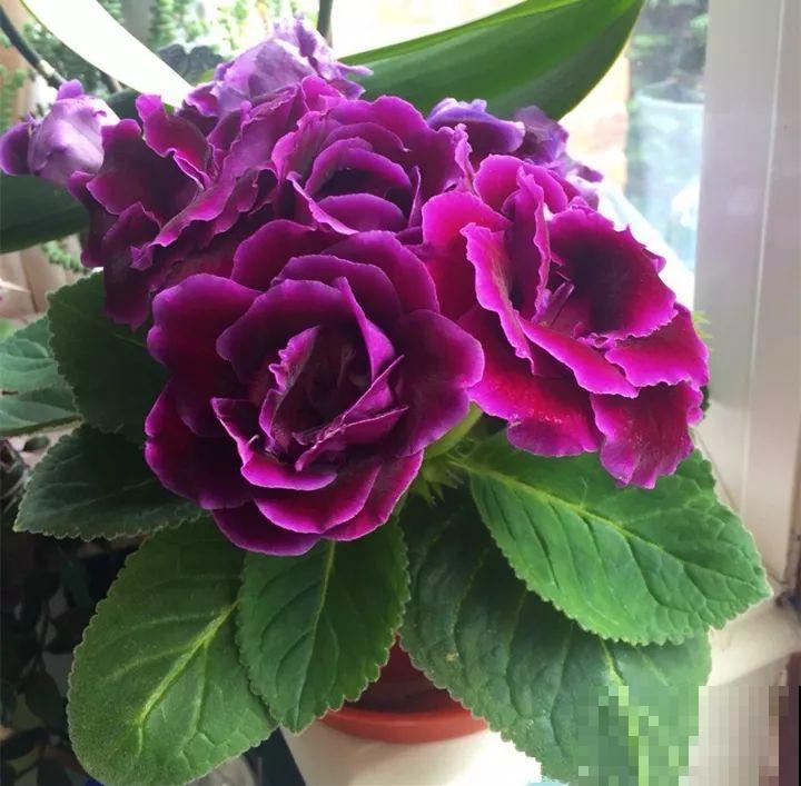 家里没光就养大岩桐，开花堪称“人间富贵花”，繁殖特简单