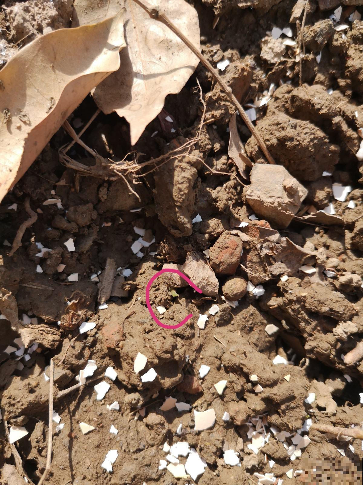 家里常见的“垃圾”，丢掉就是丢钱，拿来养花效果超棒