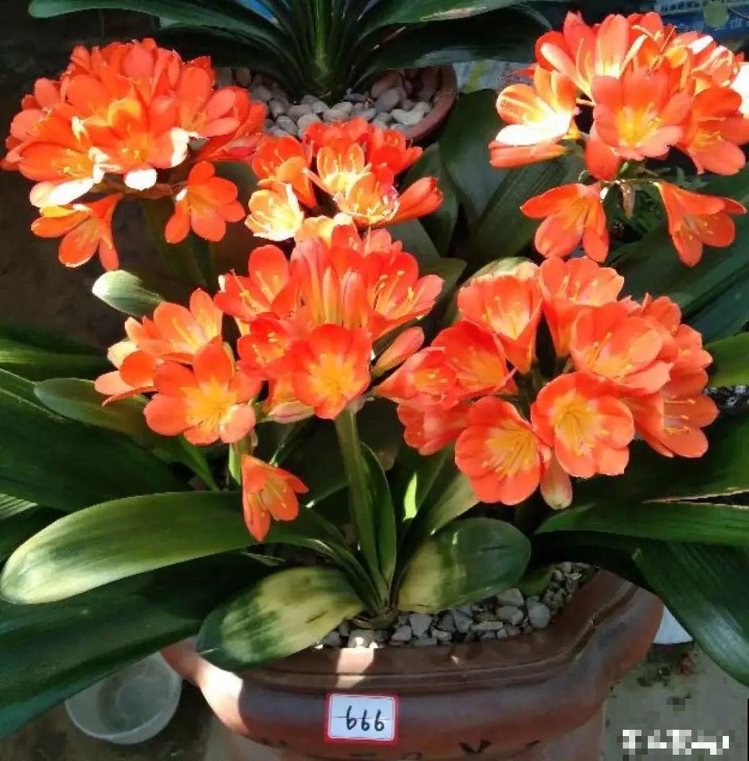 爱“生崽”的花，现在赶紧翻盆，一盆变多盆还能挣钱