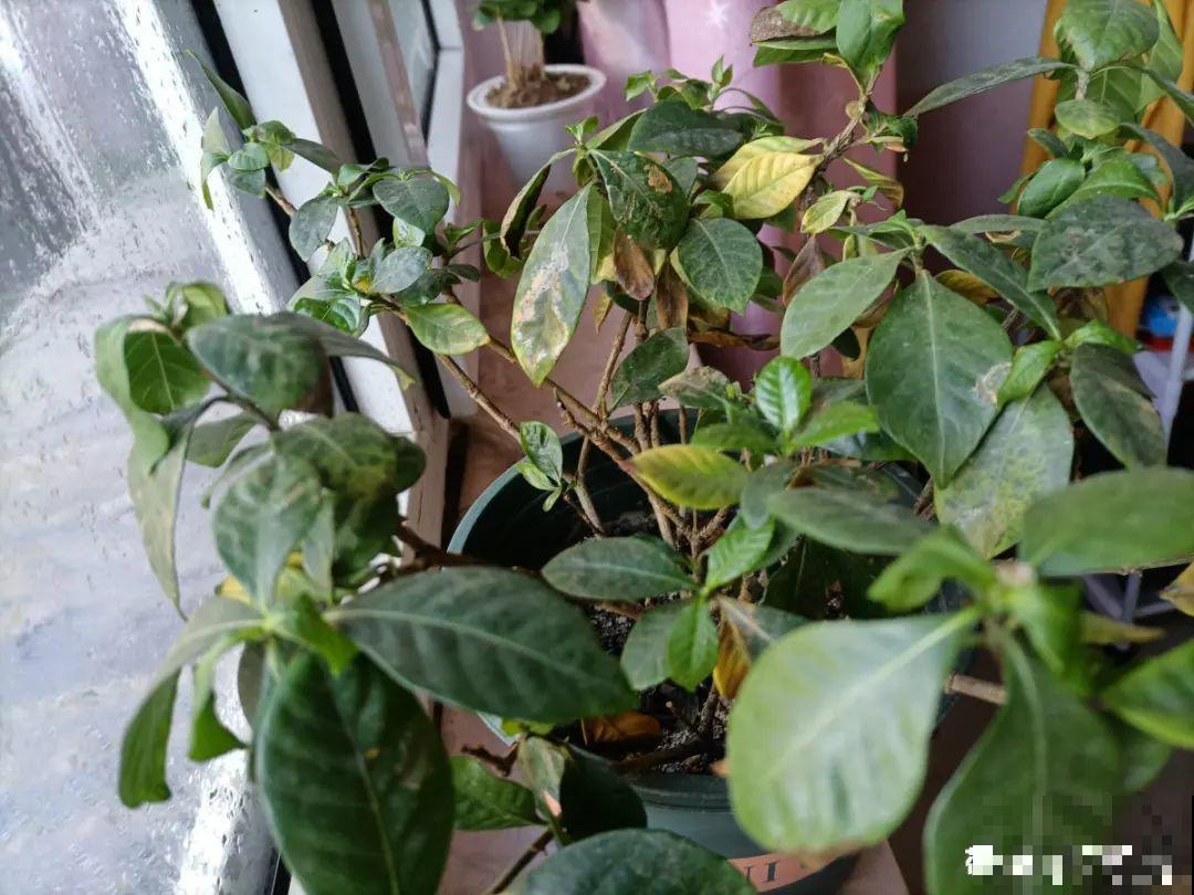 冬天6类花,叶片和花苞别喷水,一喷就烂了 冬天6类花,叶片和花苞别喷水,一喷就烂了