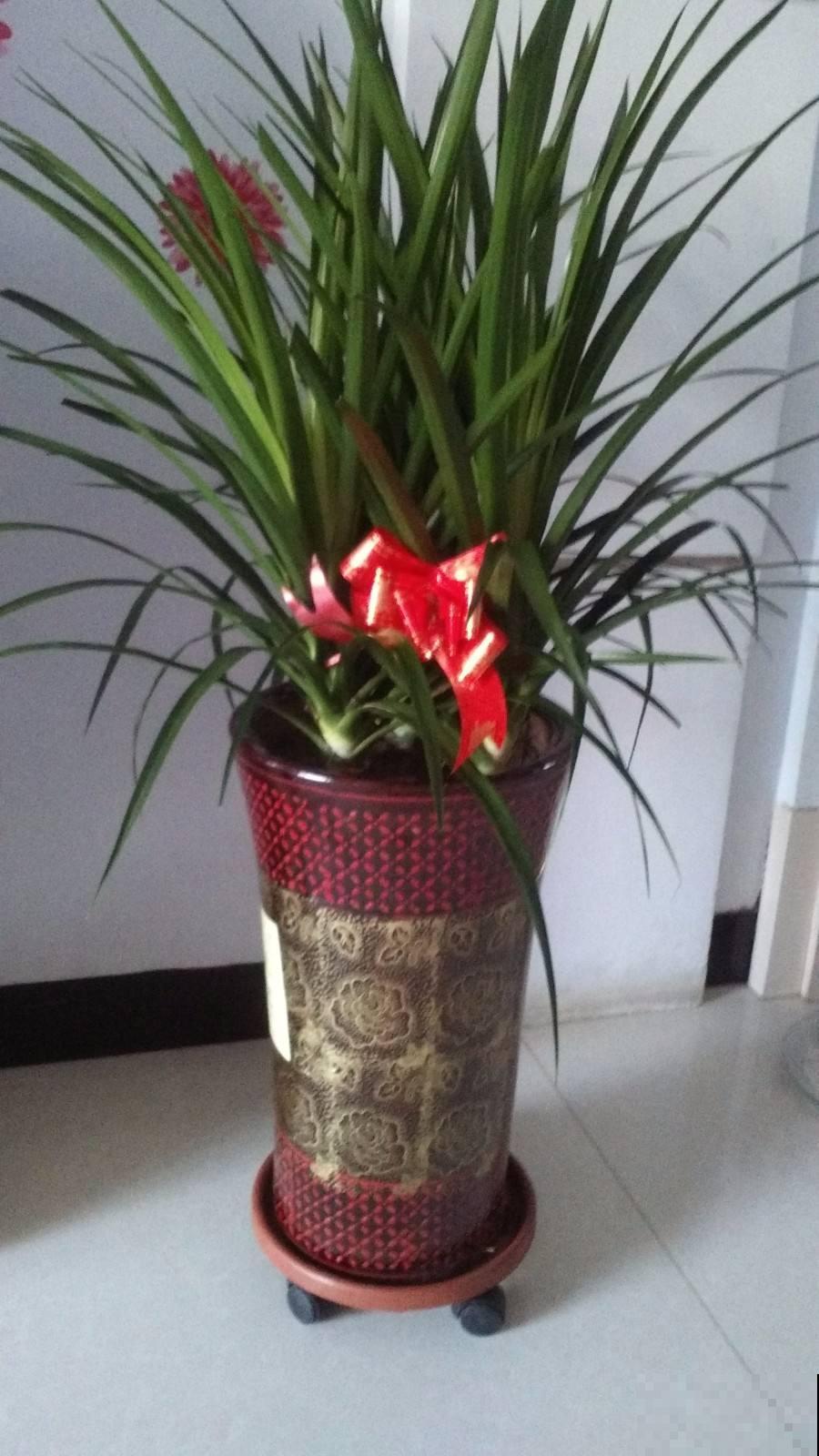 名字里带“龙”的6种花，养在家里镇宅又吉祥，安全感满满