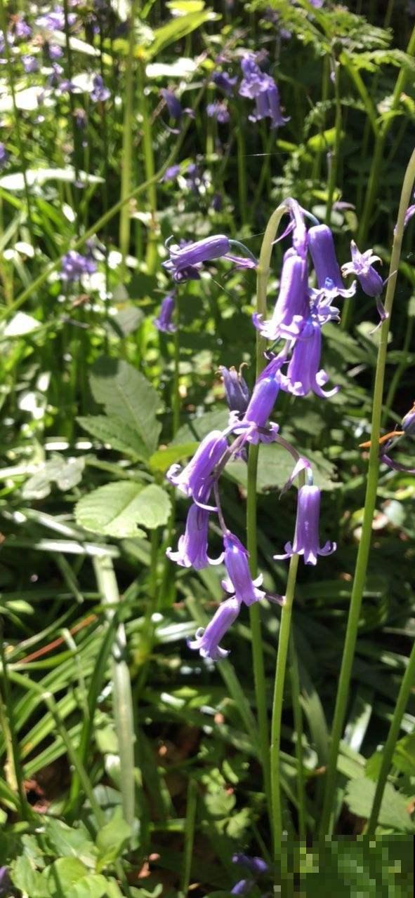 秋天土里埋个“洋葱头”，成活很容易，开出绝美花箭