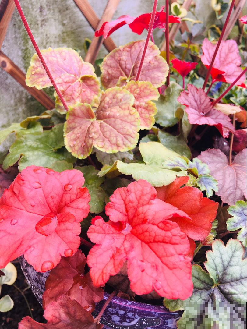 冻不死的5种省心花，花开又香又美，家里养一盆冬天也变小花园