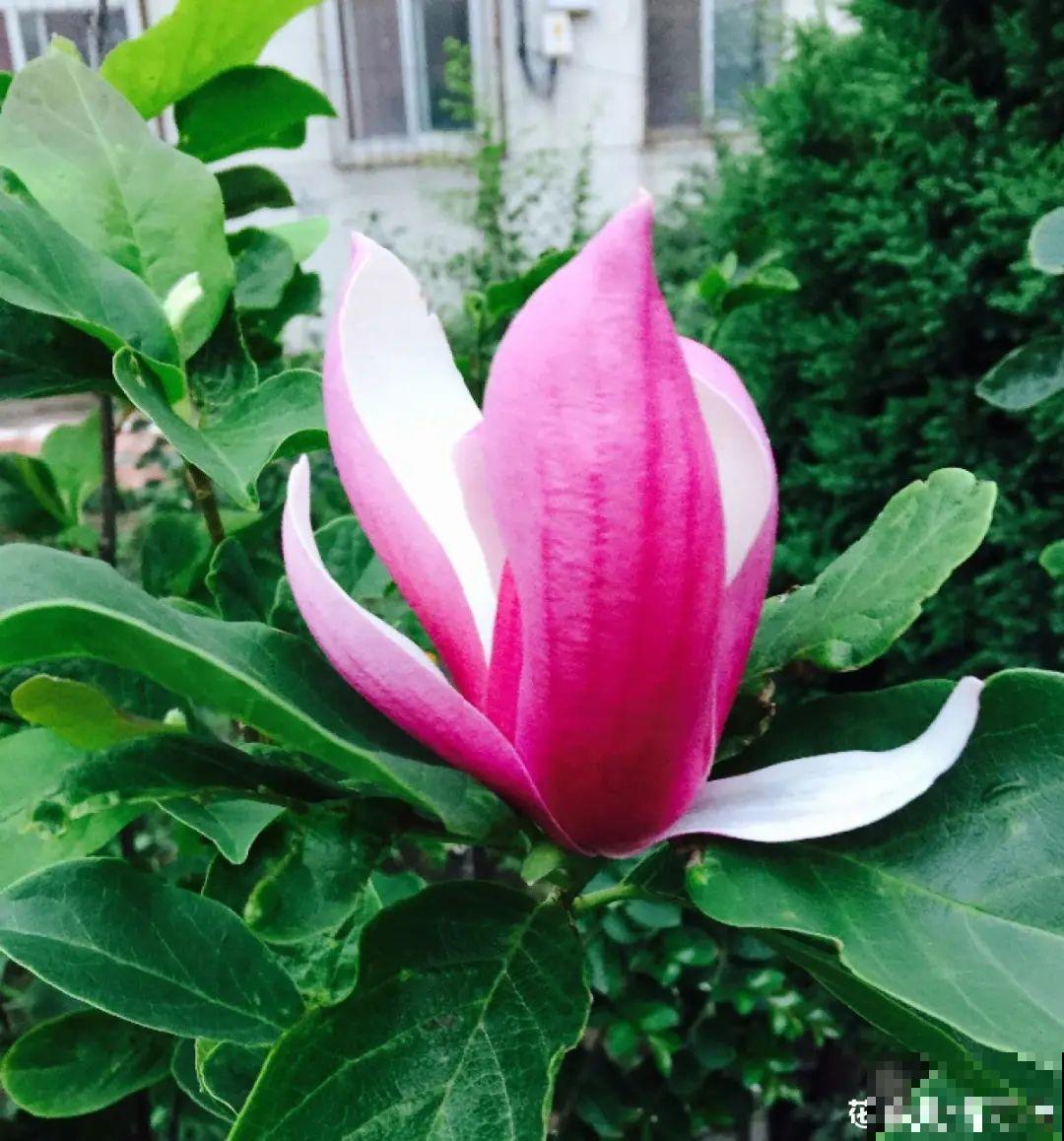 家里养8种“守家树”，红红火火特别旺运，镇宅好福气