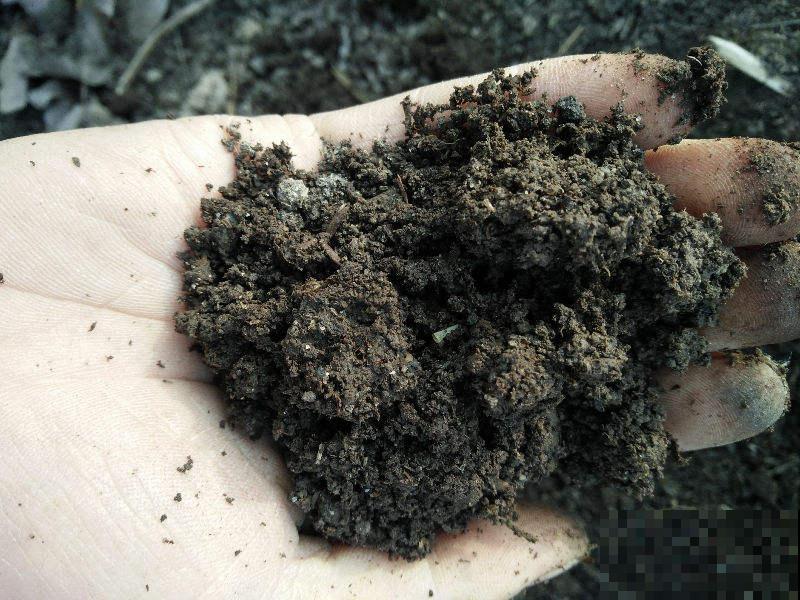 4种“垃圾”别丢掉,用来养花效果太好,还能省下一大笔钱 4种“垃圾”别丢掉,用来养花效果太好,还能省下一大笔钱