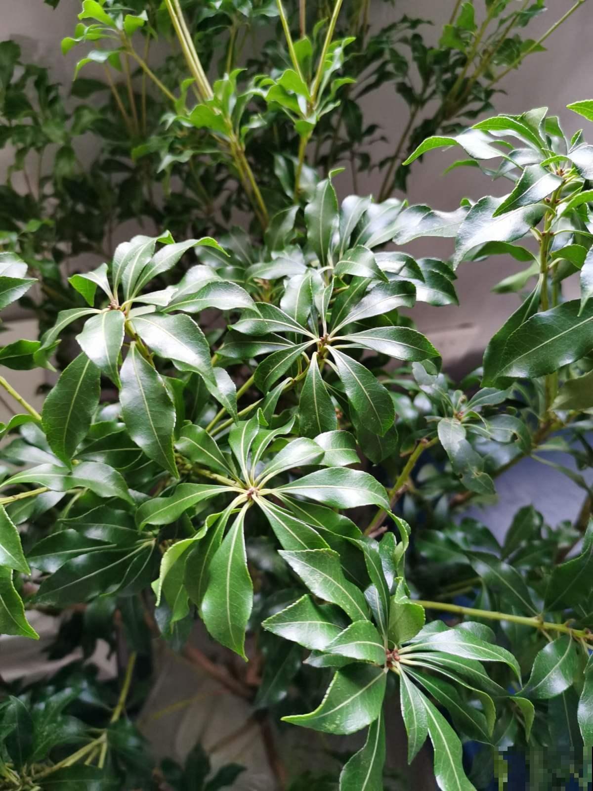 室内软装新宠马醉木，养一棵在家，百搭有气质