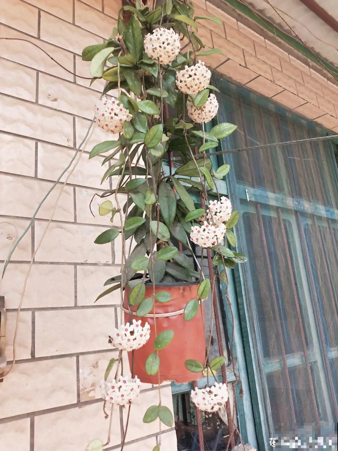 10种花得穷养，盆越小、水越少，越长得旺