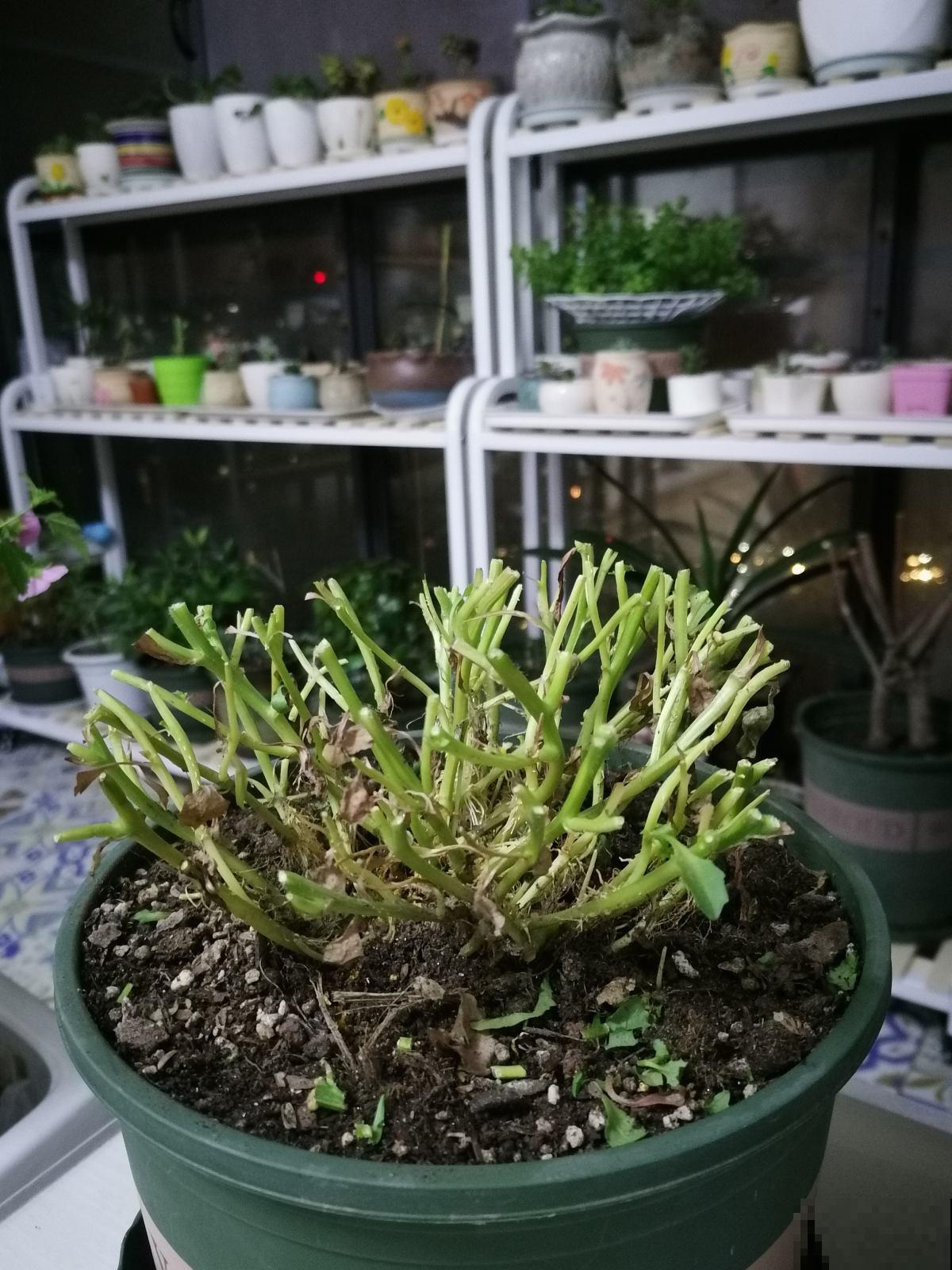 家里养4种垂吊花，挂起来养不占地儿，还能开出花瀑布