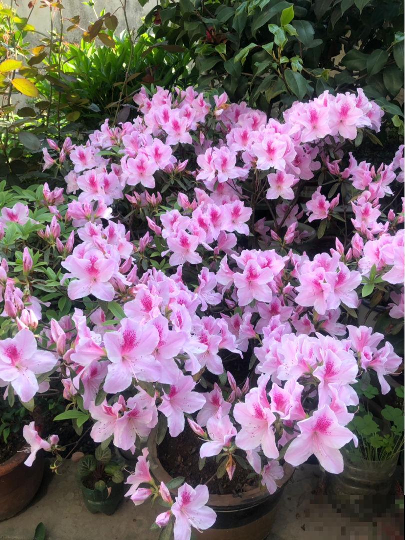 杜鹃花不开花的3个原因，对症下药，四季开花不断