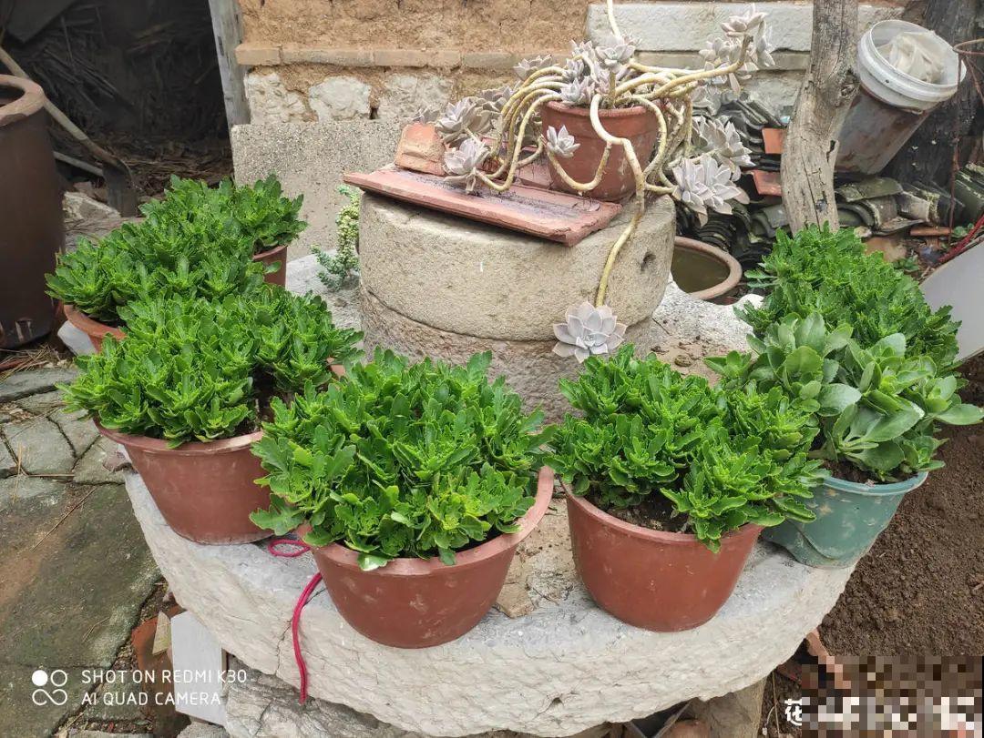 入秋一盆水,休眠的花“醒了”,猛长大花苞 入秋一盆水,休眠的花“醒了”,猛长大花苞