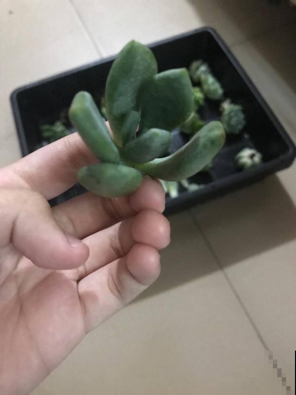 老话说:养花午时水不浇,半拉水不浇,确实有道理 老话说:养花午时水不浇,半拉水不浇,确实有道理