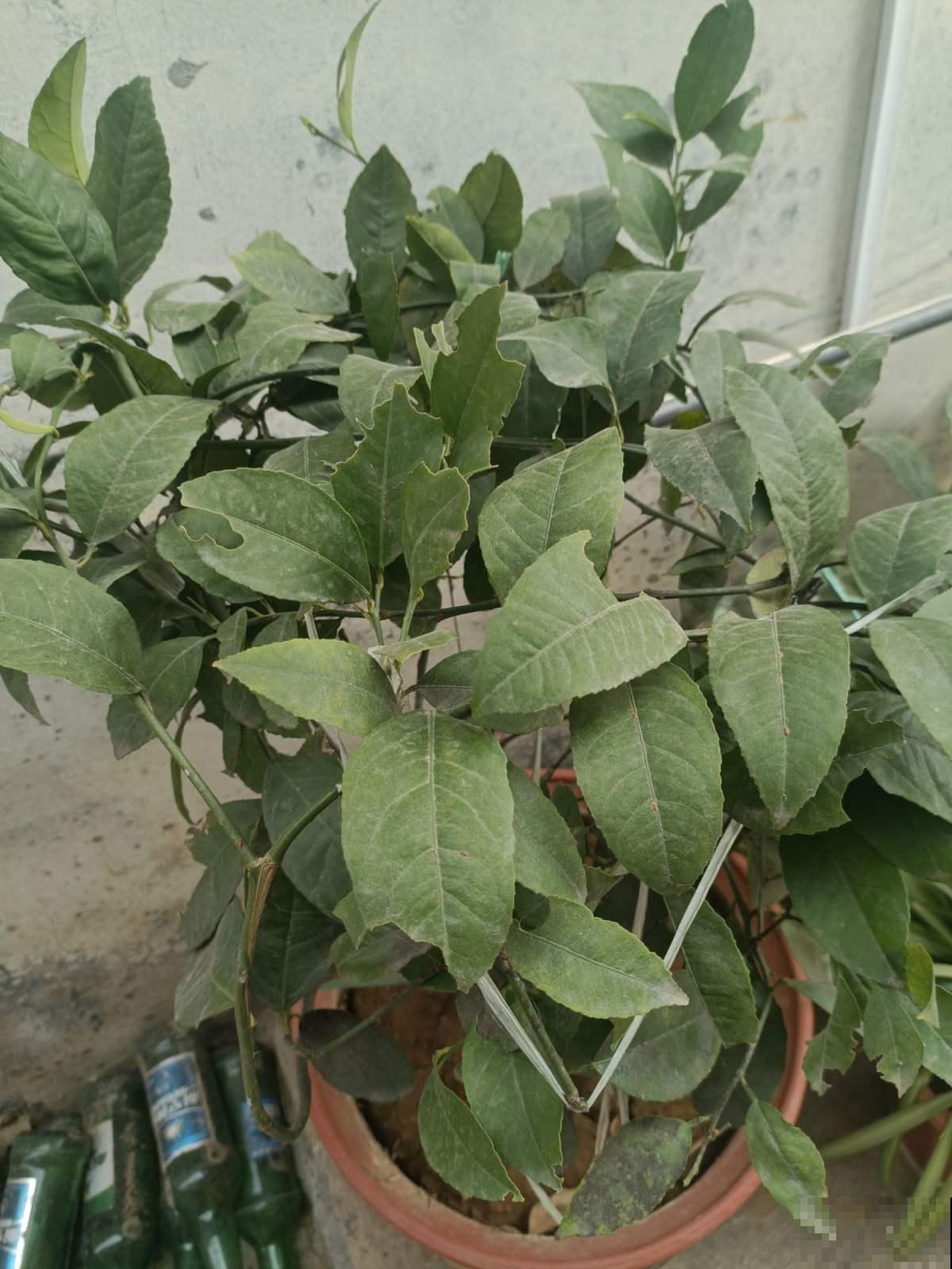 屋里养棵柠檬盆栽,清香满屋还能杀菌,养人养身心 屋里养棵柠檬盆栽,清香满屋还能杀菌,养人养身心