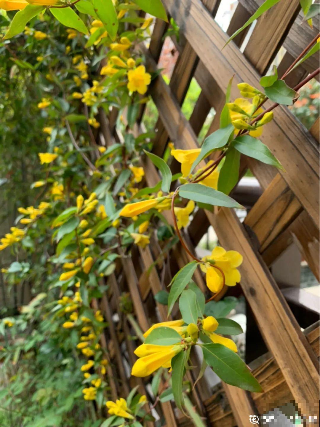 花量巨大的法国香水,被称作开花界“航空母舰”,花期能有大半年 花量巨大的法国香水,被称作开花界“航空母舰”,花期能有大半年