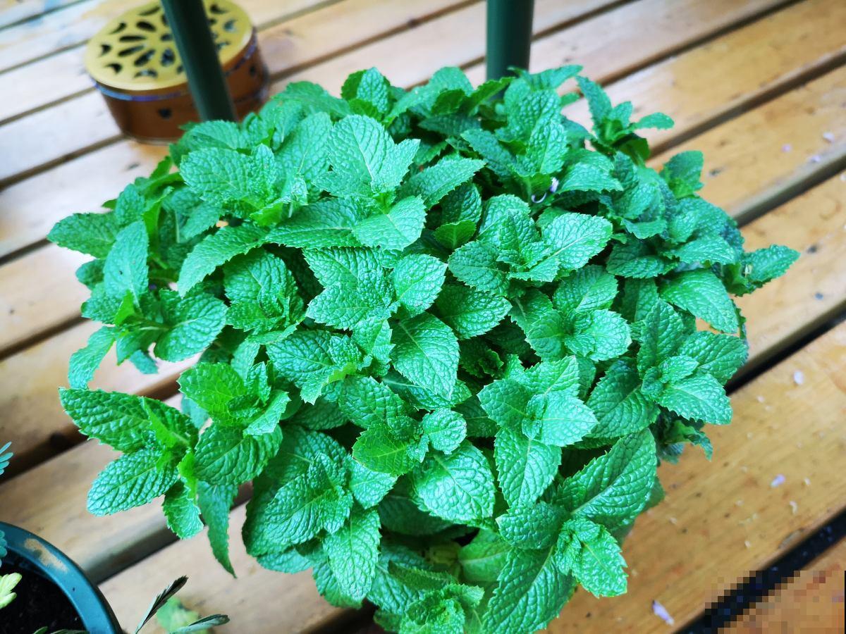 找老公就得找爱养花的，会疼人还细心，你家老公是这样的吗