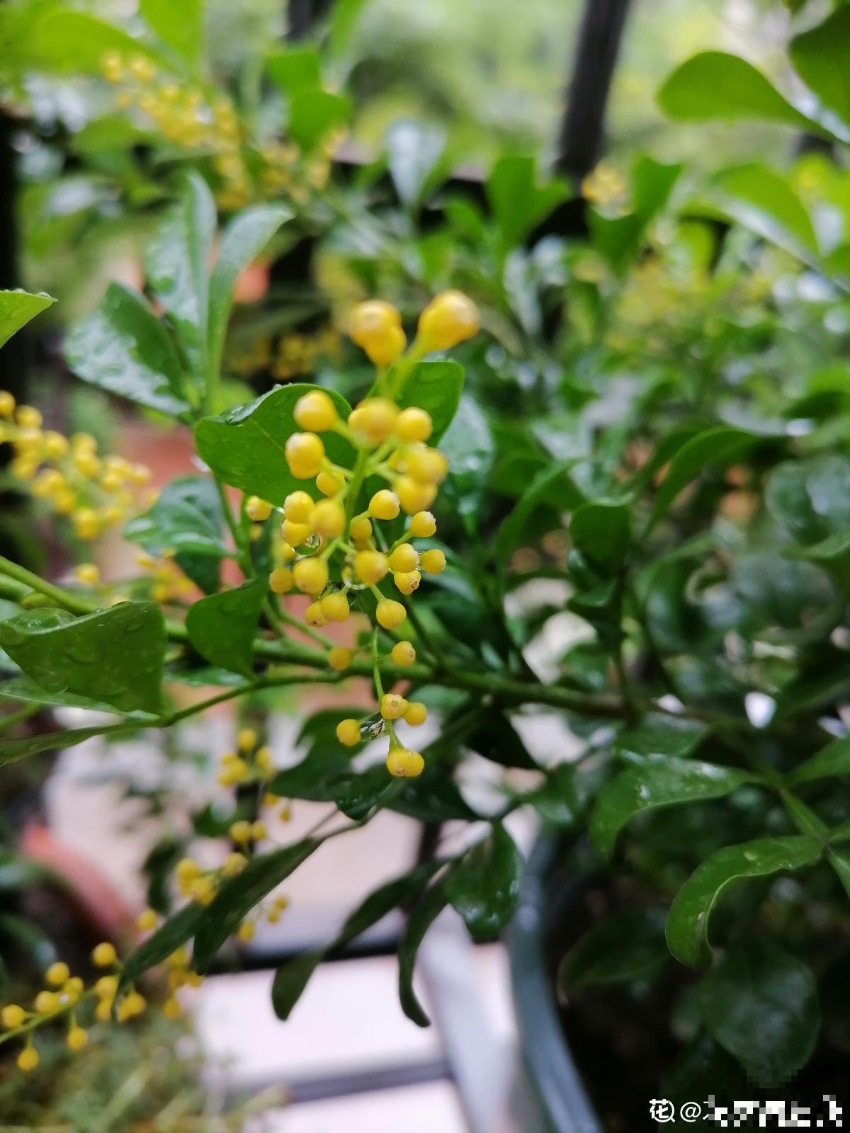 米兰花的养殖方法和注意事项