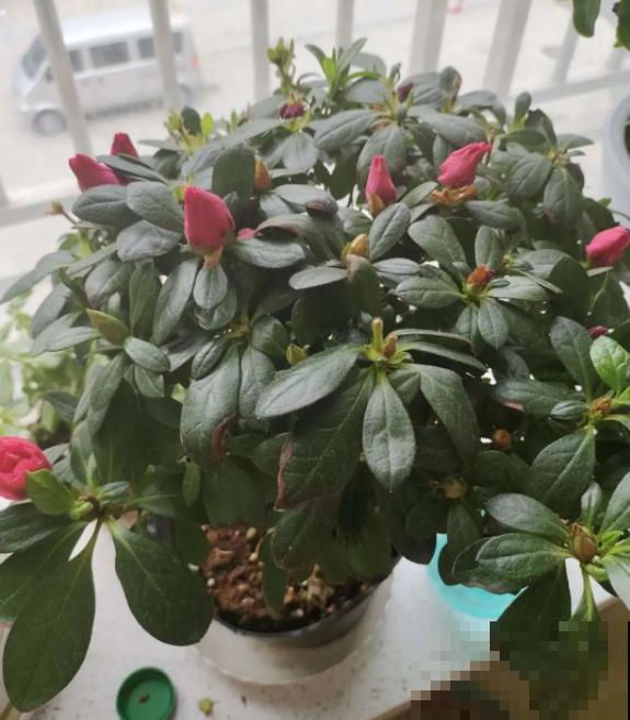 1种花美成“花中西施”，春夏秋冬都能开，好养易爆盆！