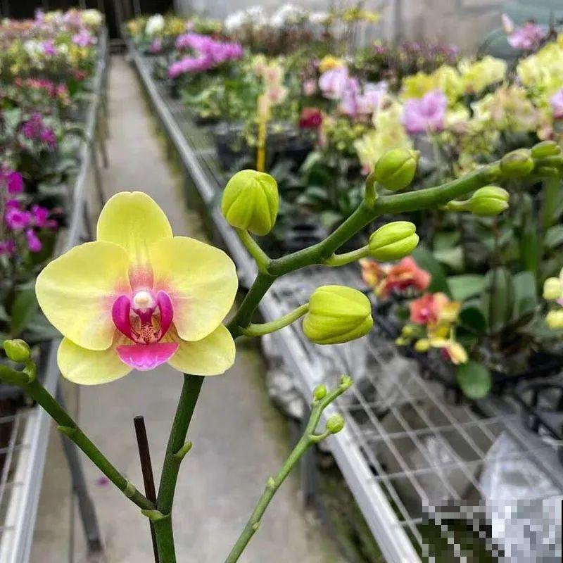 能开大半年的“蝴蝶花”,皮实耐阴好养活,养在家里喜庆热闹 能开大半年的“蝴蝶花”,皮实耐阴好养活,养在家里喜庆热闹