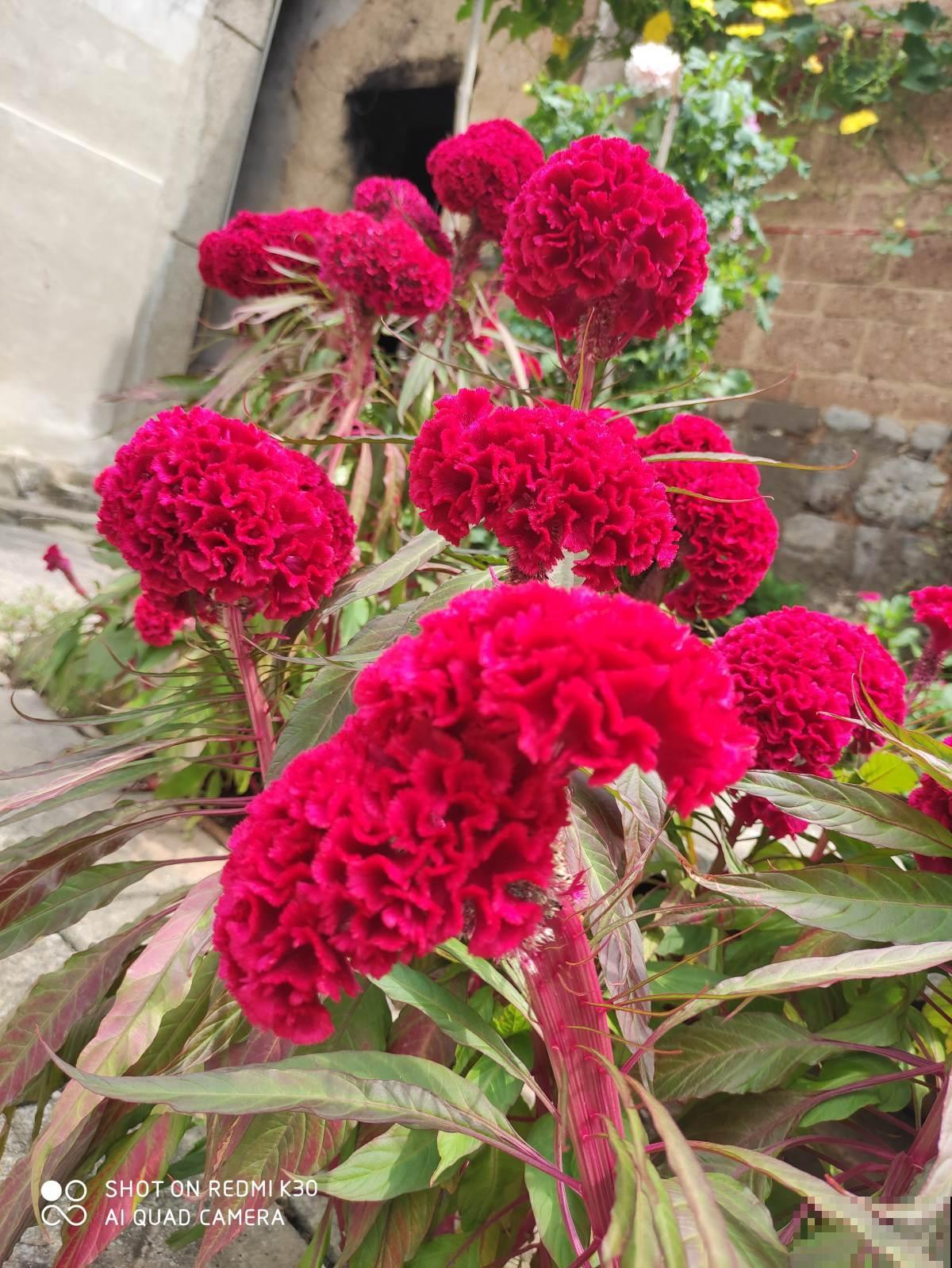 8种花红得像火，一看就特吉祥，养家里红红火火真喜庆
