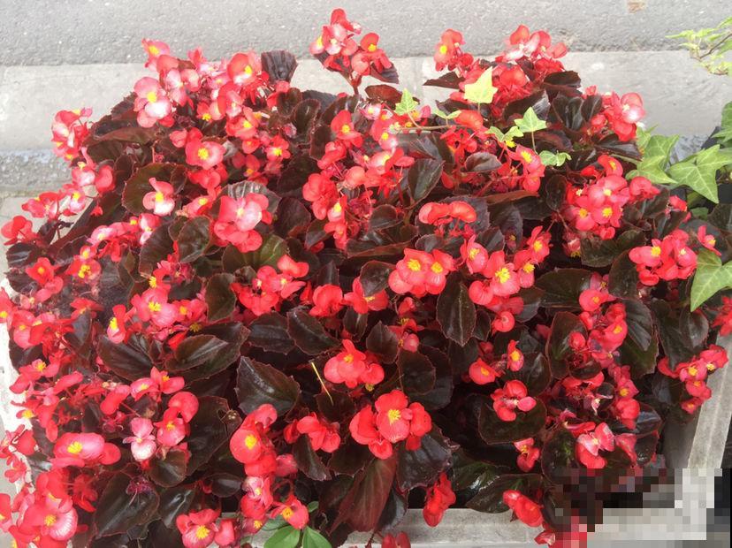 四季都能开花的植物，家里养一盆，一年四季有花看