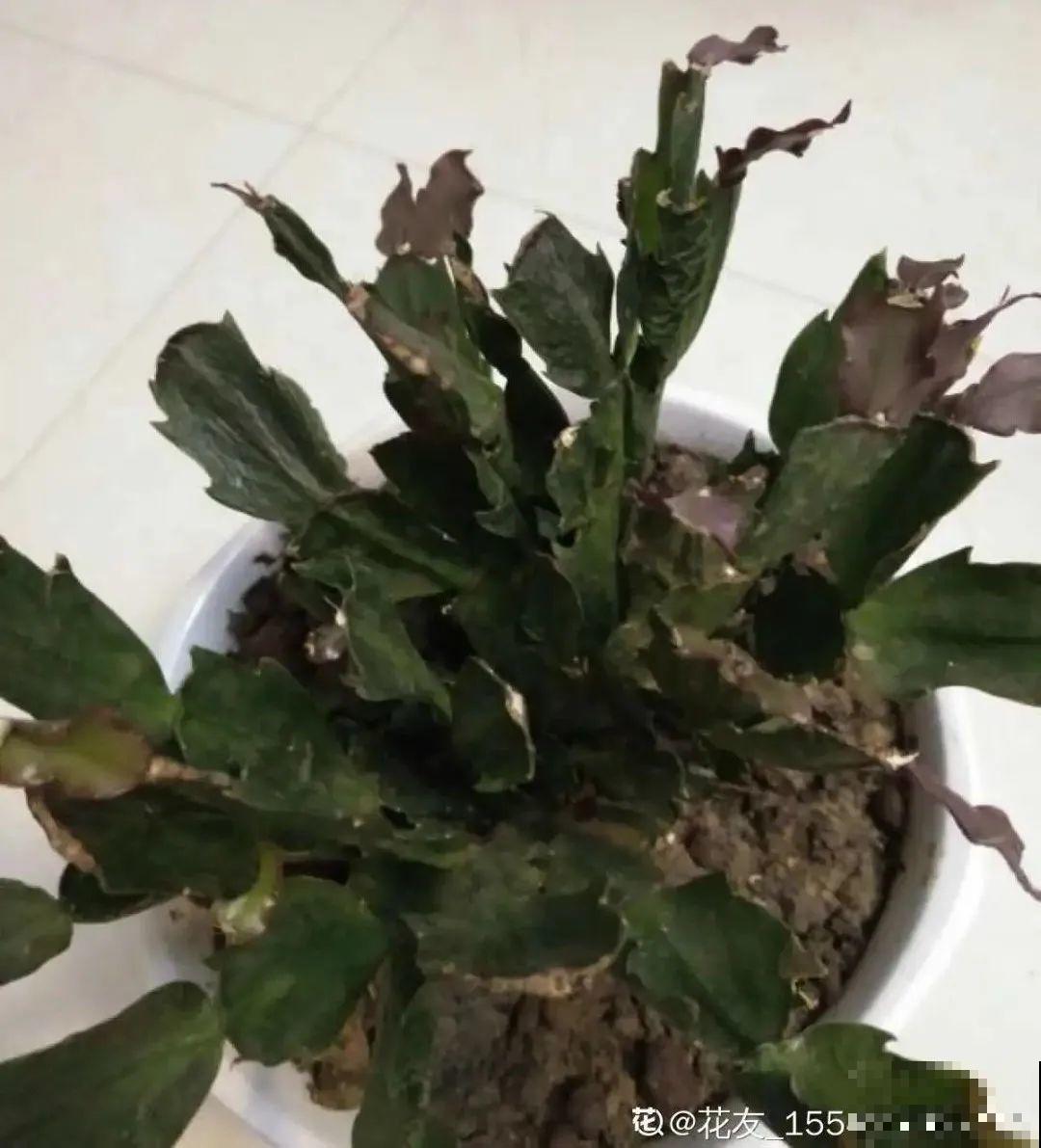 蟹爪兰软趴趴、掉花苞？它有“5怕”，避开后，叶片硬如铁！