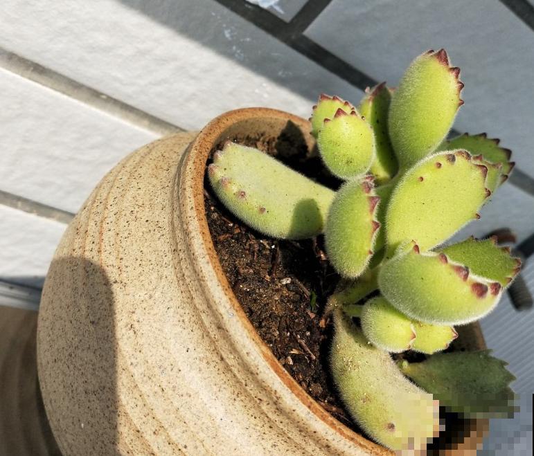 这多肉养好了,就像一碗“紫米饭”,看着就饱了! 这多肉养好了,就像一碗“紫米饭”,看着就饱了!