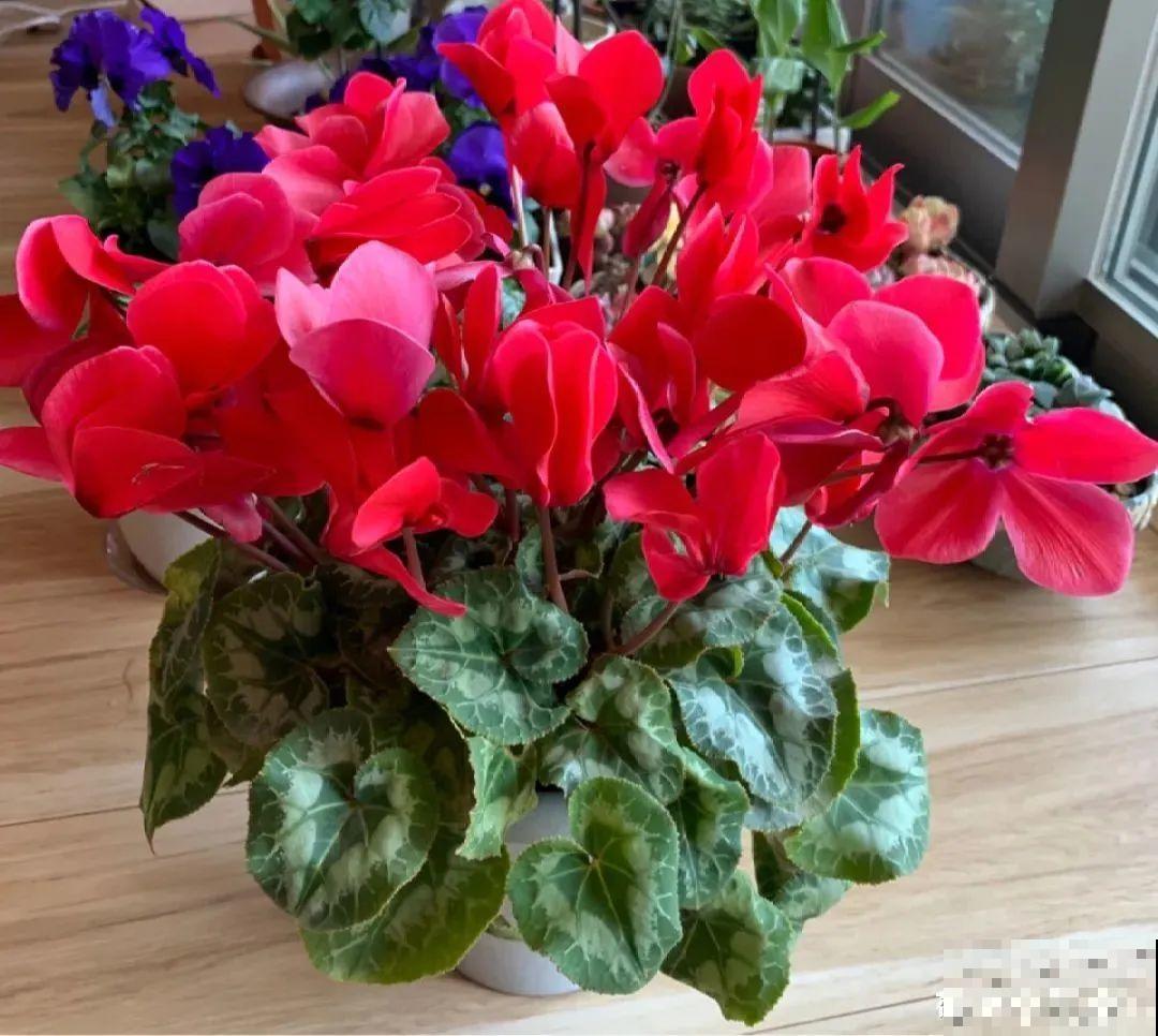 10种旺运花，一个月内要涨价，现在赶紧买