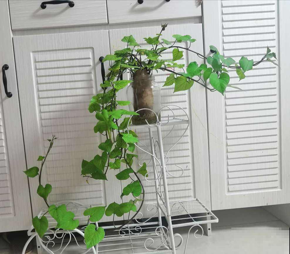 蔬菜头砍了别丢，好好养护，10天就能看到开花