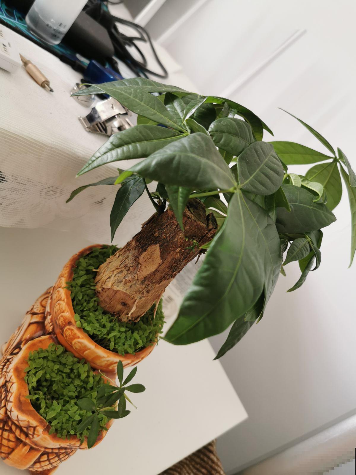 老话说:养花午时水不浇,半拉水不浇,确实有道理 老话说:养花午时水不浇,半拉水不浇,确实有道理