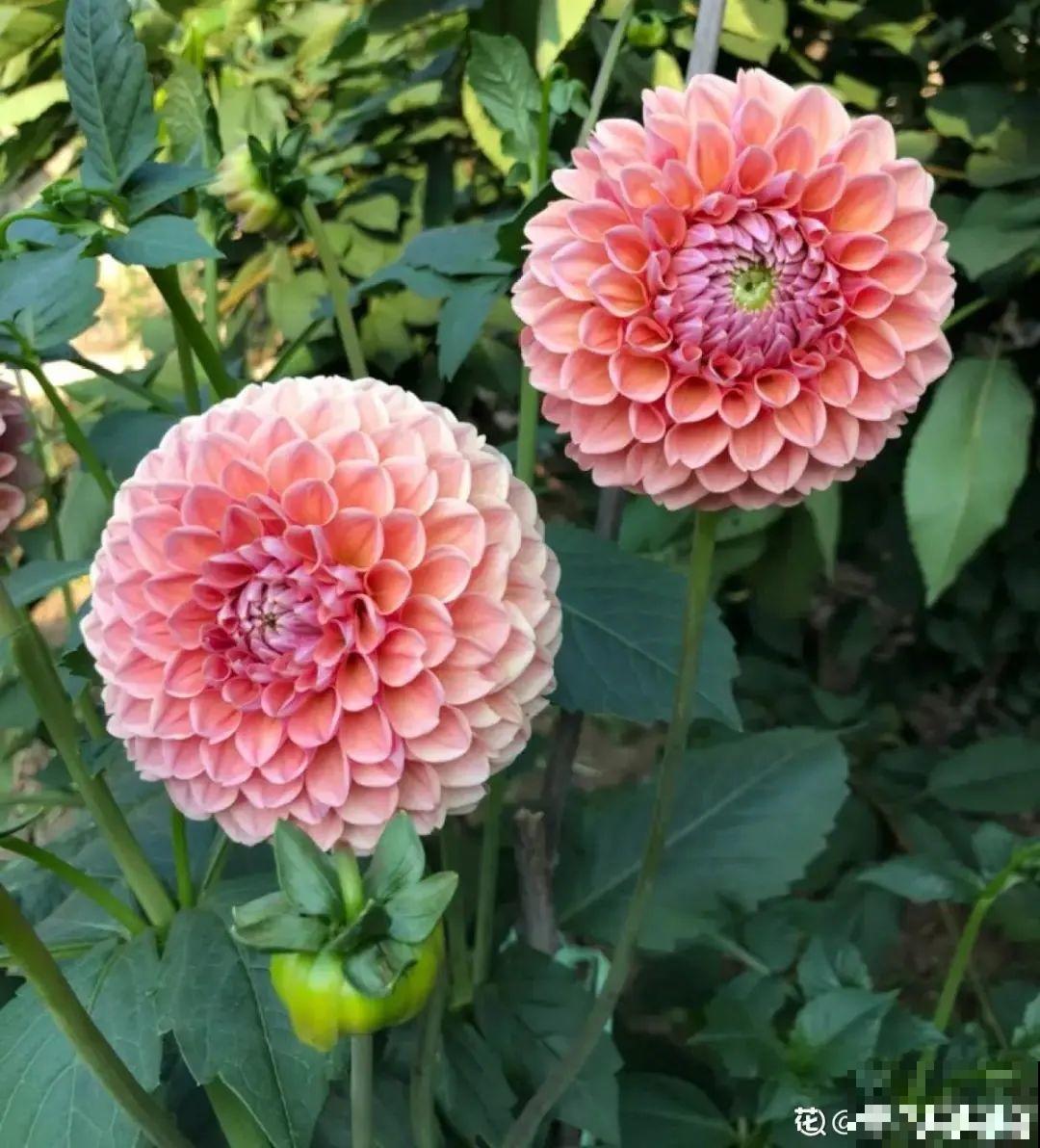 “大丽花门前种，财富到家不是梦”，种点大丽花，喜庆又富贵