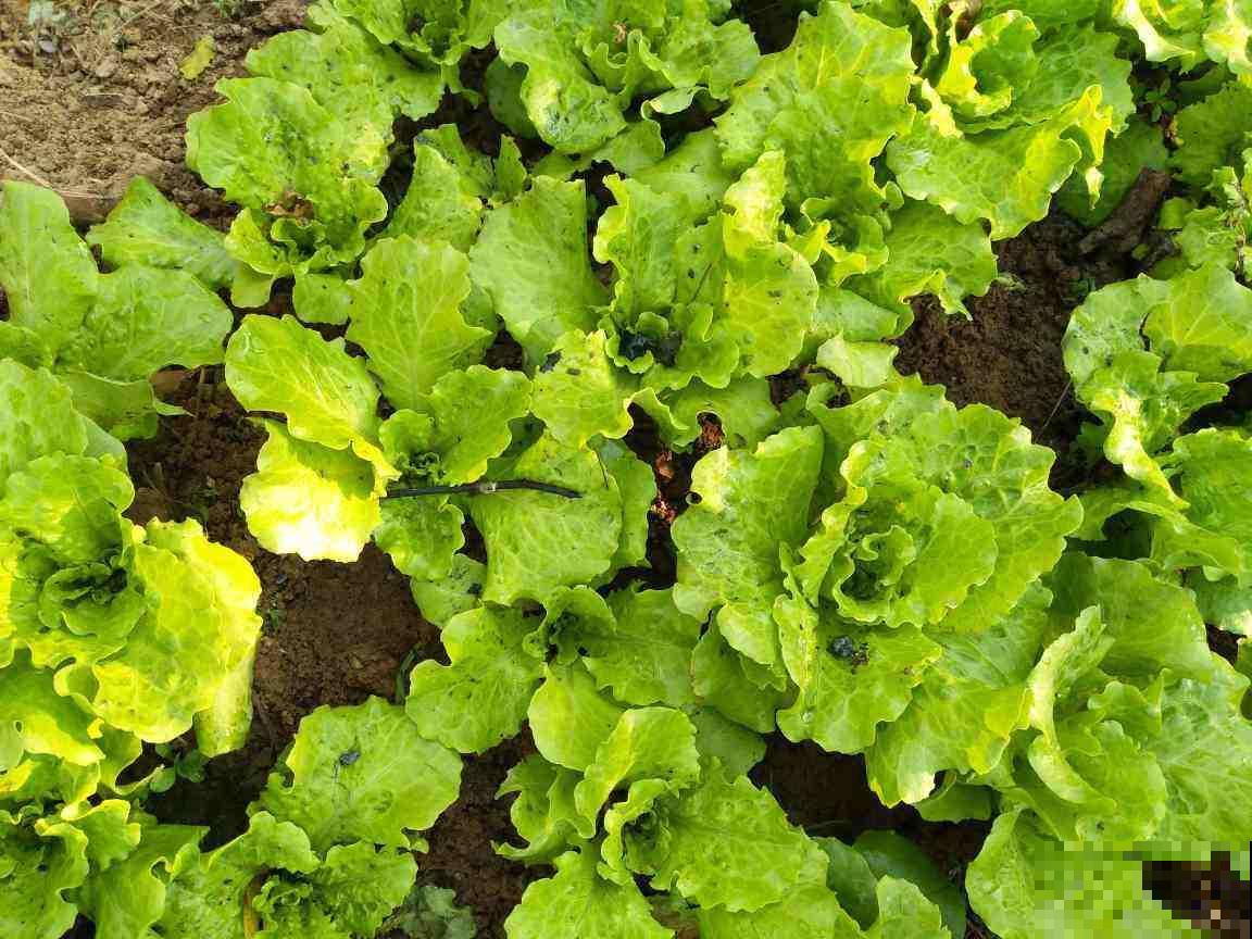 阳台也能打造菜园子，现在种1个月后就能吃，省下多少买菜钱