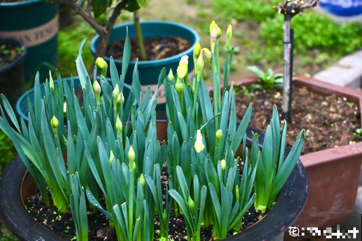 买回来洋水仙后，一直是大葱模样，连妈妈都抱怨它不开花