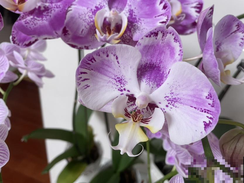 养蝴蝶兰，秋天开始催花了，选对肥水才能开花