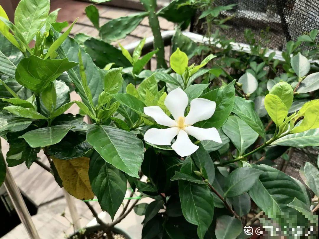 现在给花上秋肥，杆子粗、叶子密，不然冬天都冻死