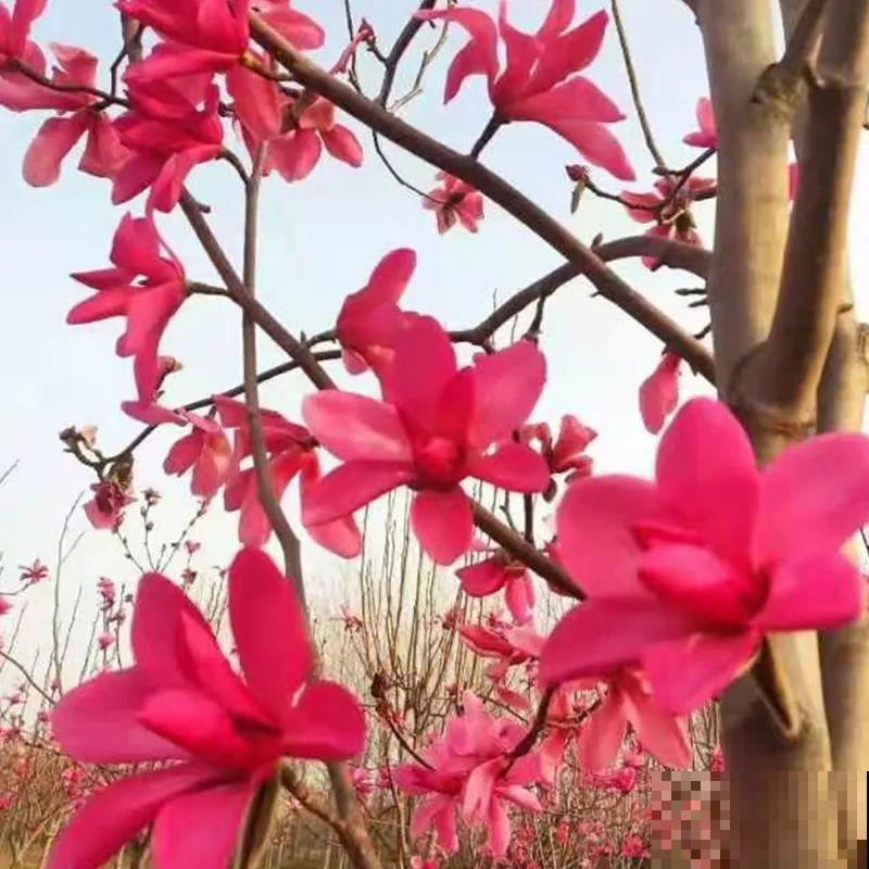 家门口种棵“吉祥花”，满树都开花，还有“镇宅”好兆头