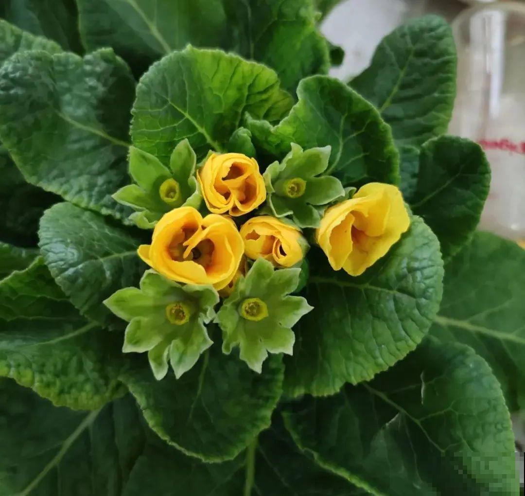 开花糖果色植物，个位数的价格就能买到，品种多，花期长