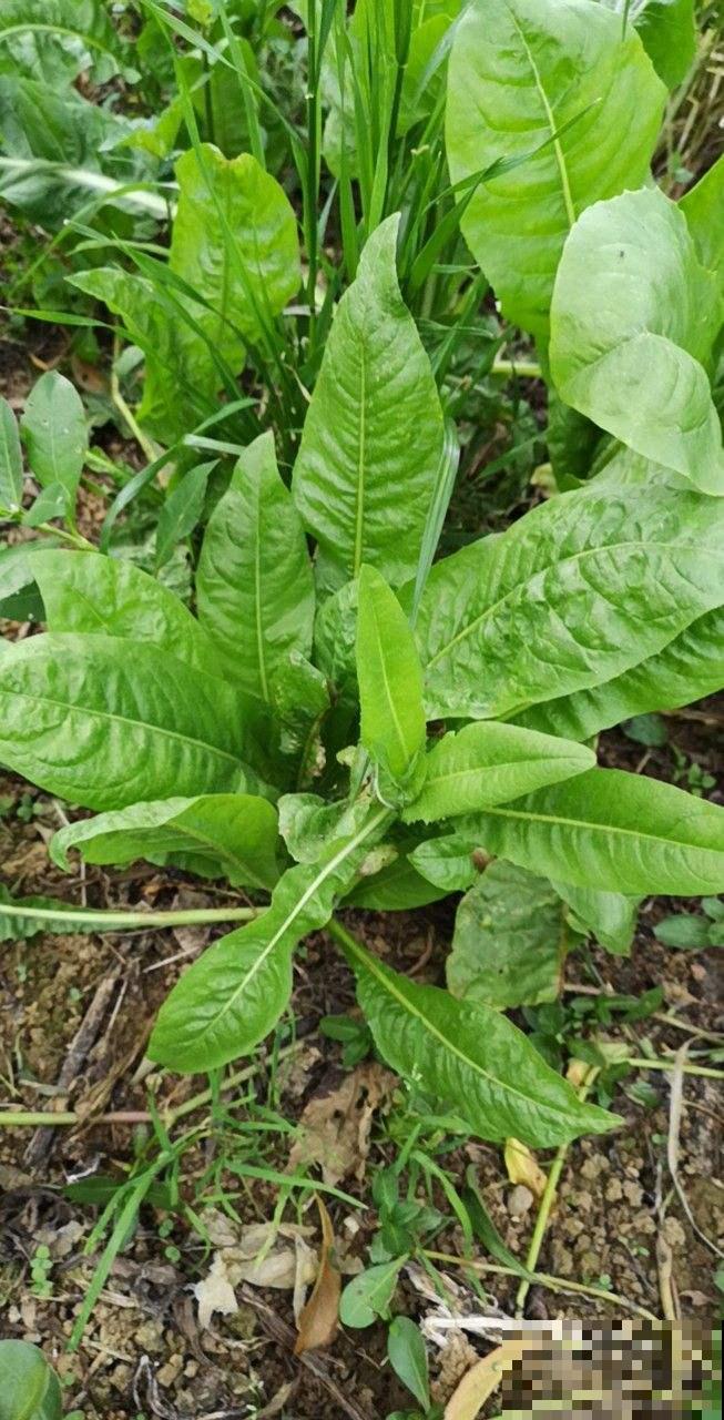 农村常见的野草，现在30块钱一斤，城里超市买不到