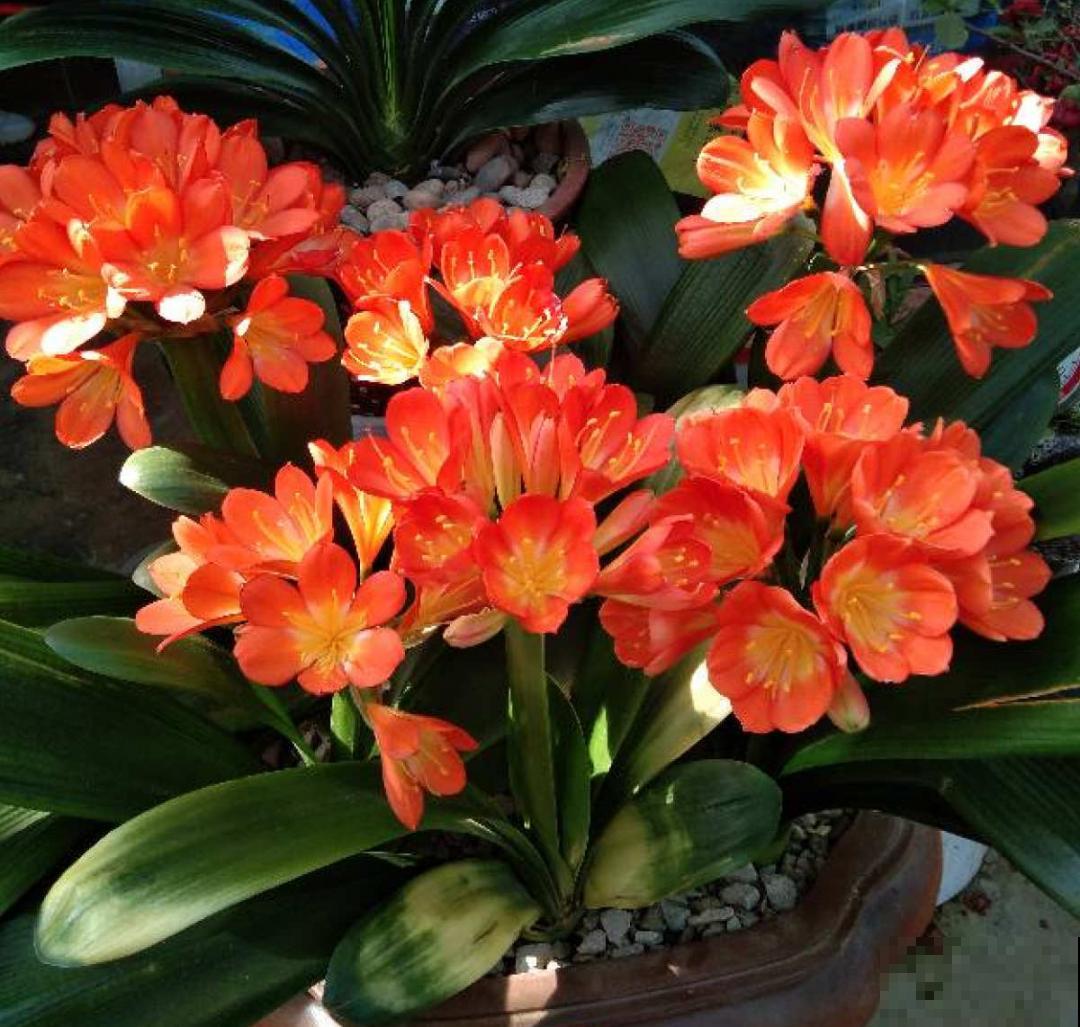 15年的君子兰，今天终于奇迹开花，开花技巧都给你！